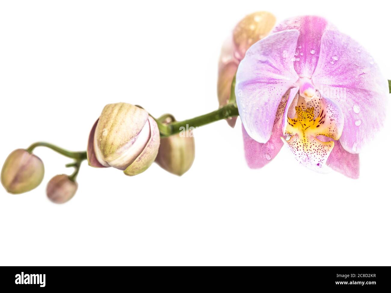 Schöne hellviolette phalaenopsis Orchideenblume, bekannt als flatternde Schmetterlinge, vor einem weißen Hintergrund. Stockfoto