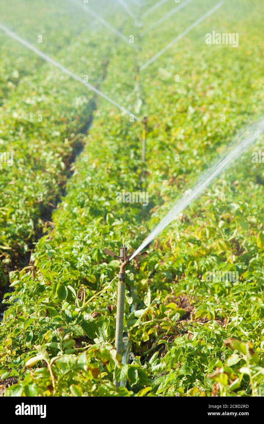 Bewässerung eines grünen Kartoffelfeldes notwendig wegen der globalen Erwärmung - Fokus auf den Sprinkler im Vordergrund Stockfoto