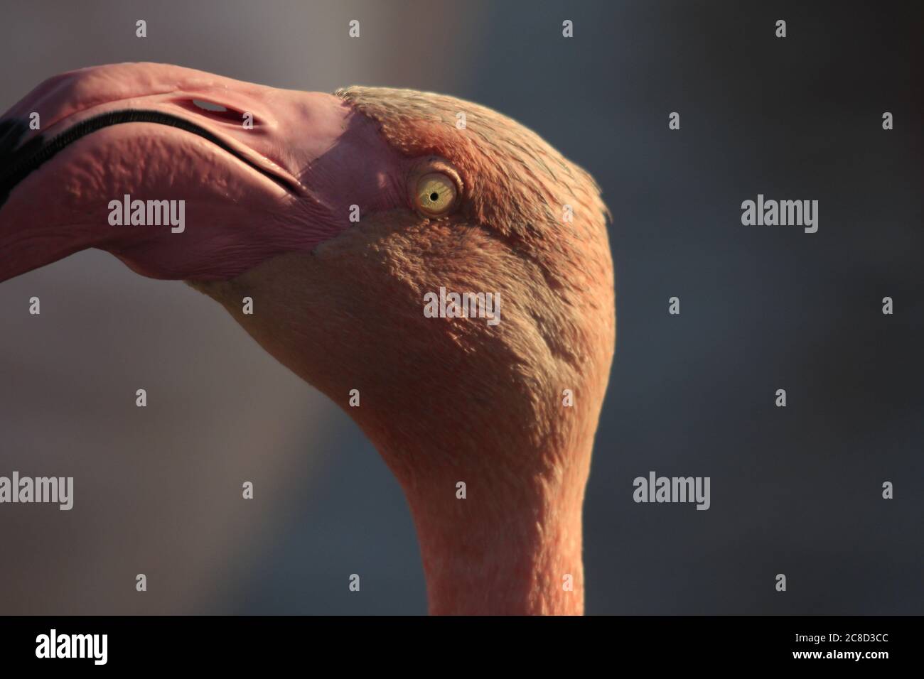Größeres Flamingo-Porträt Stockfoto
