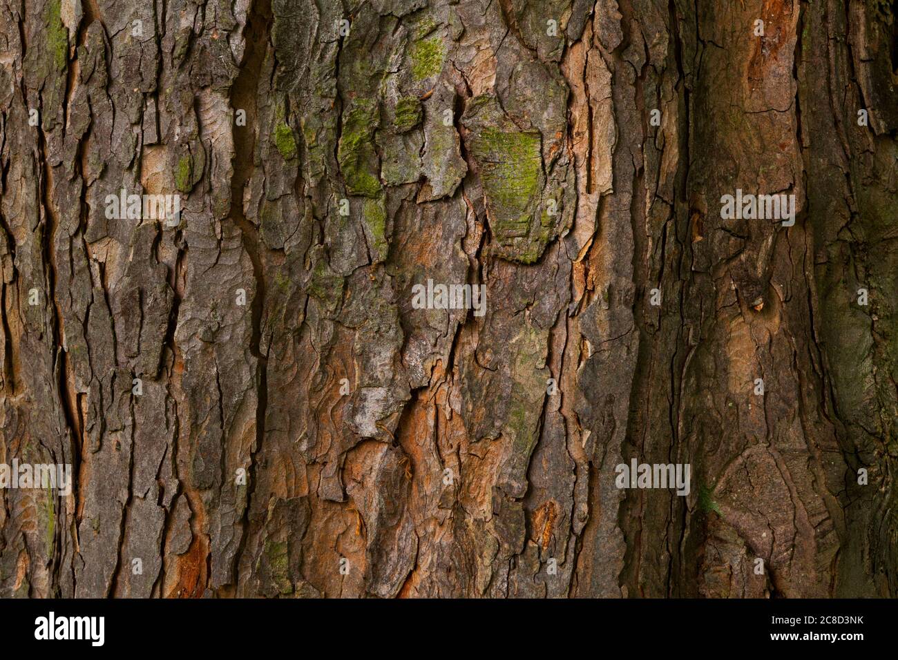 Ein englischer Eichenbaum Holz Hintergrund. Stockfoto