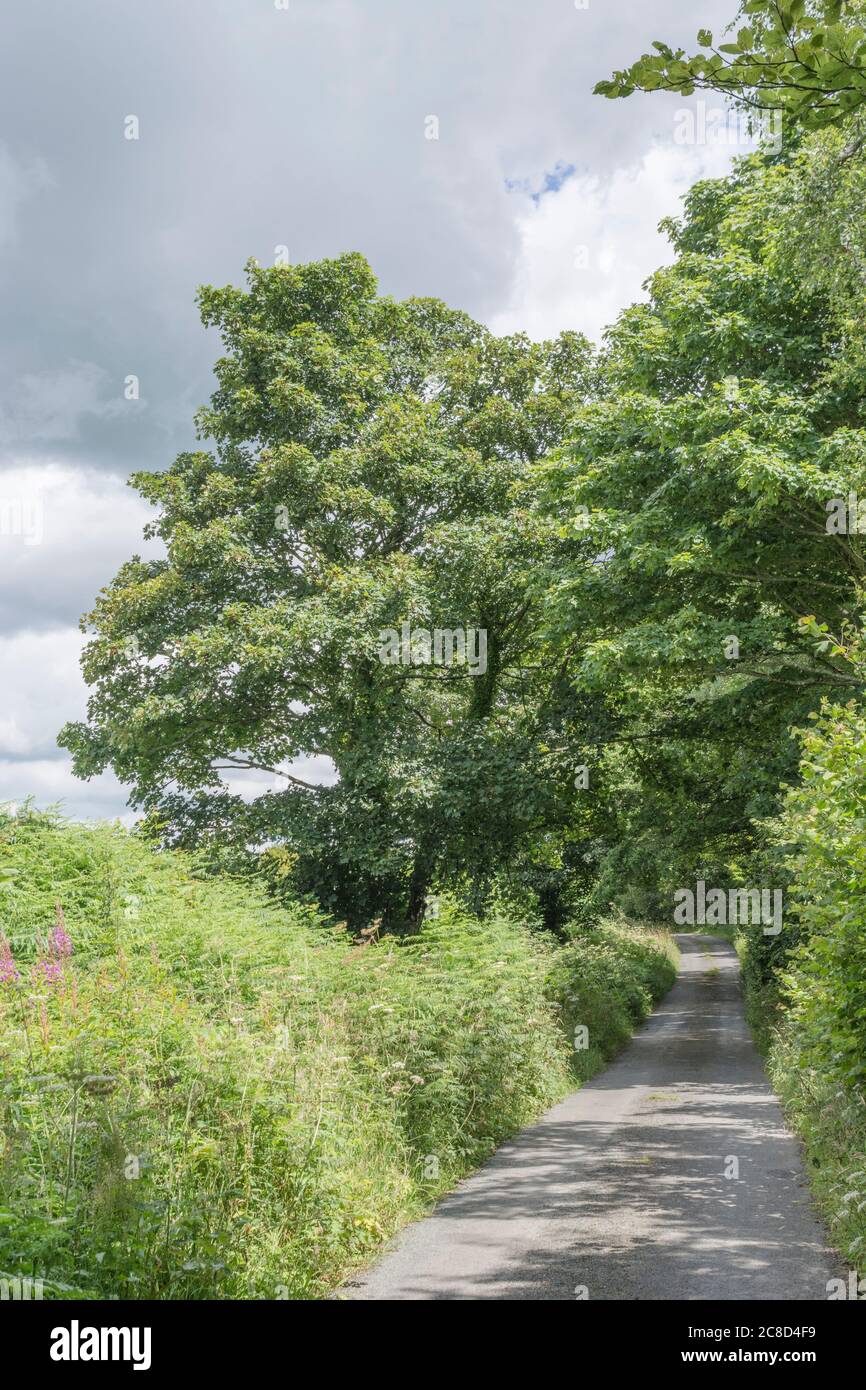 Ländliche Landstraße in Cornwall mit typischen angehobenem Heckenstrom bei Sommersonne, & Straße nach links biegen. Metapher Wende die Ecke, was vor uns liegt Stockfoto