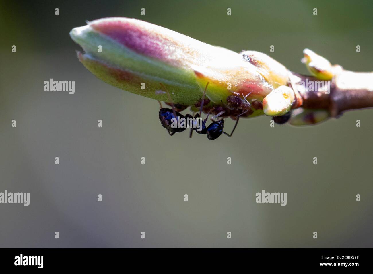 Ein Porträt einer Ameise, die Blattläuse melkt, die sich unter einer Blume an der Spitze eines Astes einer Pflanze befinden. Das schwarze Insekt ist an dem Honigtau interessiert Stockfoto