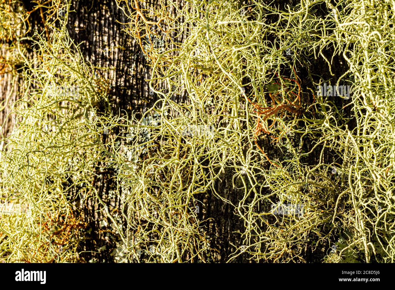 Spanisches Moos (Tillandsia usneoides) auf einem Baum. Rancho Queimado, Santa Catarina, Brasilien. Stockfoto