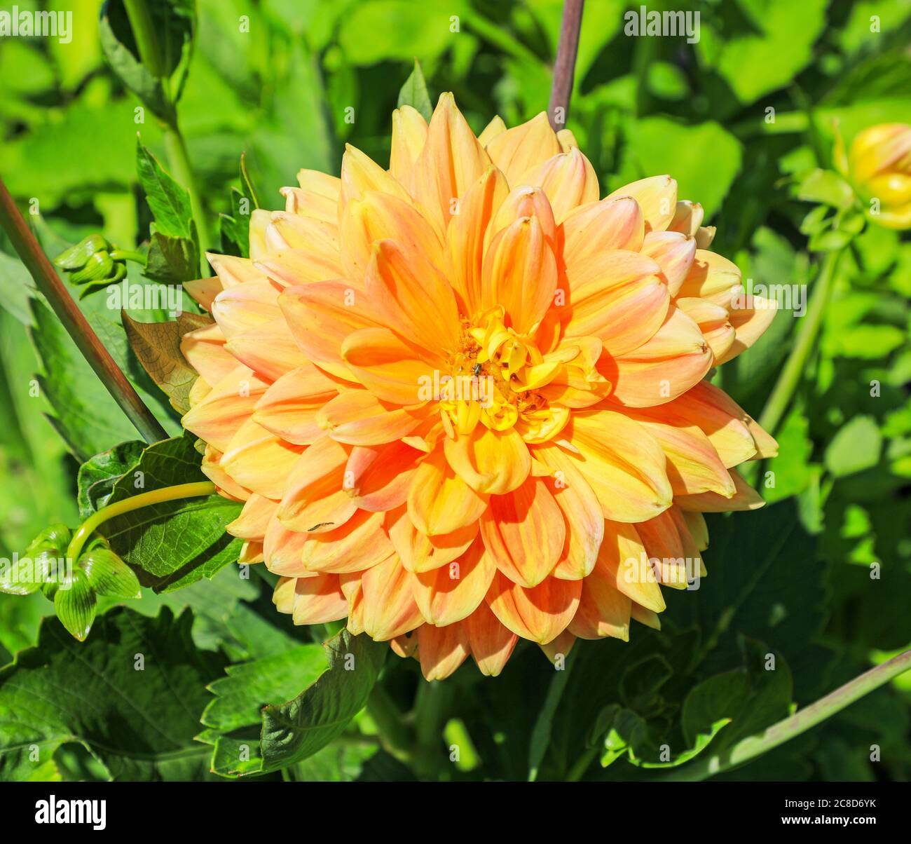 Nahaufnahme eines orangen aprikosenfarbenen Blütenkopfes einer Dahlie namens 'Summer Festival' in der National Dahlia Collection, Penzance, Cornwall Stockfoto