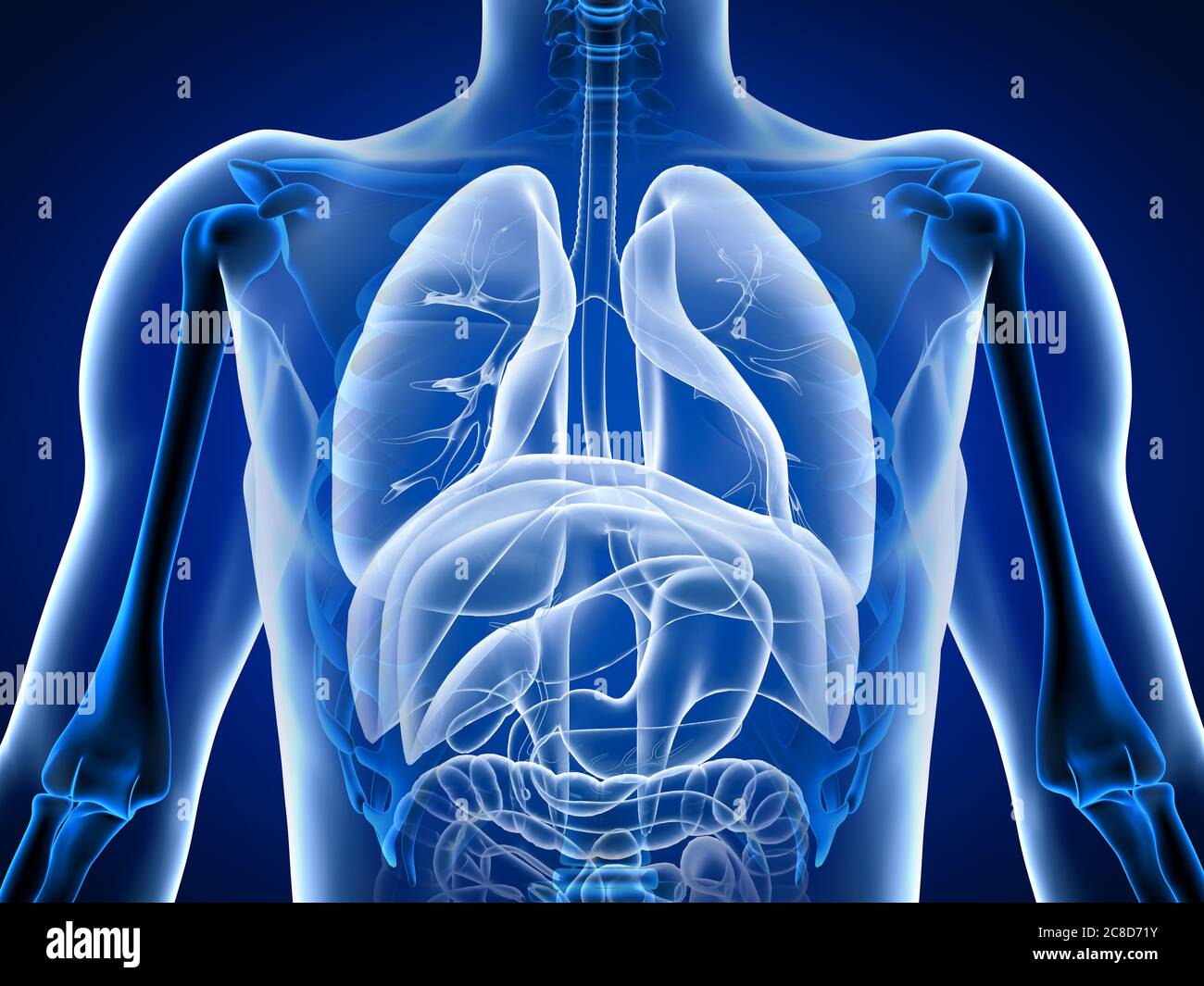 3d-Illustration menschlichen Körper Organes. Stockfoto
