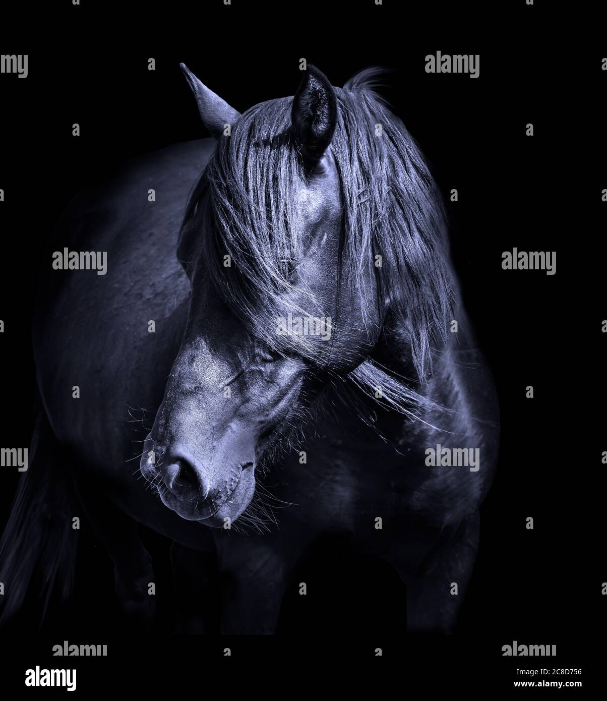 Schwarzes Pferd Pony Hengst Kopf Pferd Porträt Stockfoto