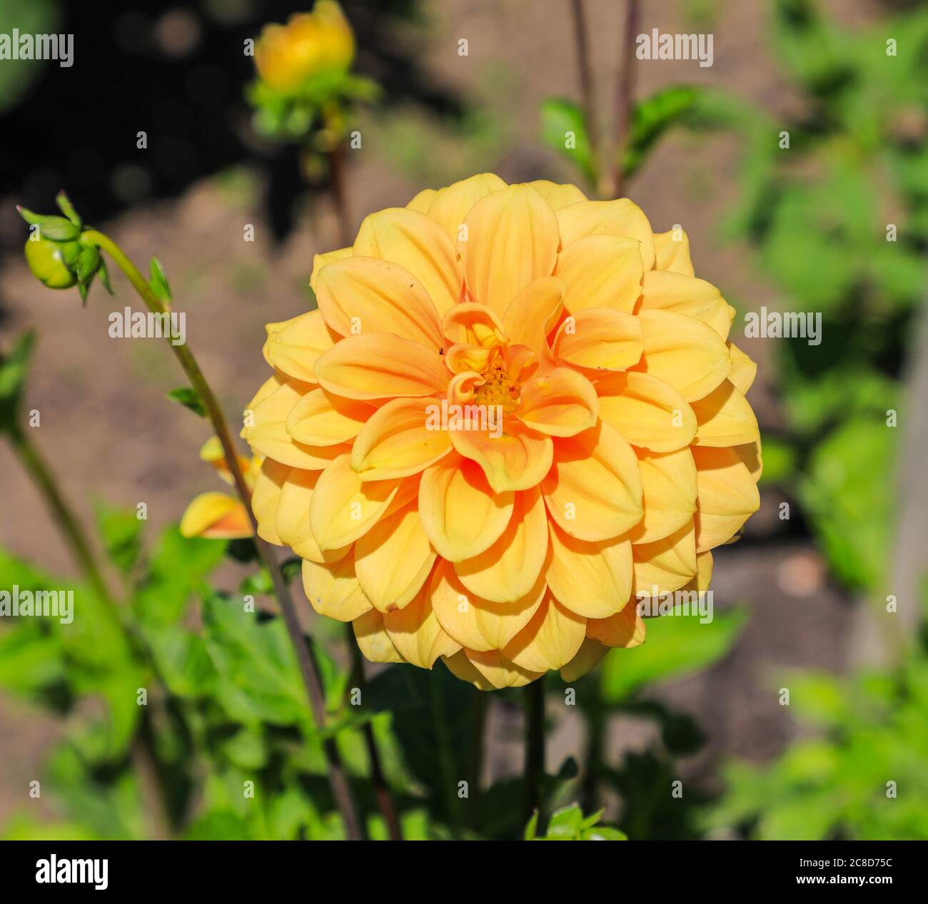 Nahaufnahme eines Blumenkopfes einer Dahlie namens 'Marisie' in der National Dahlia Collection, Penzance, Cornwall, England Stockfoto