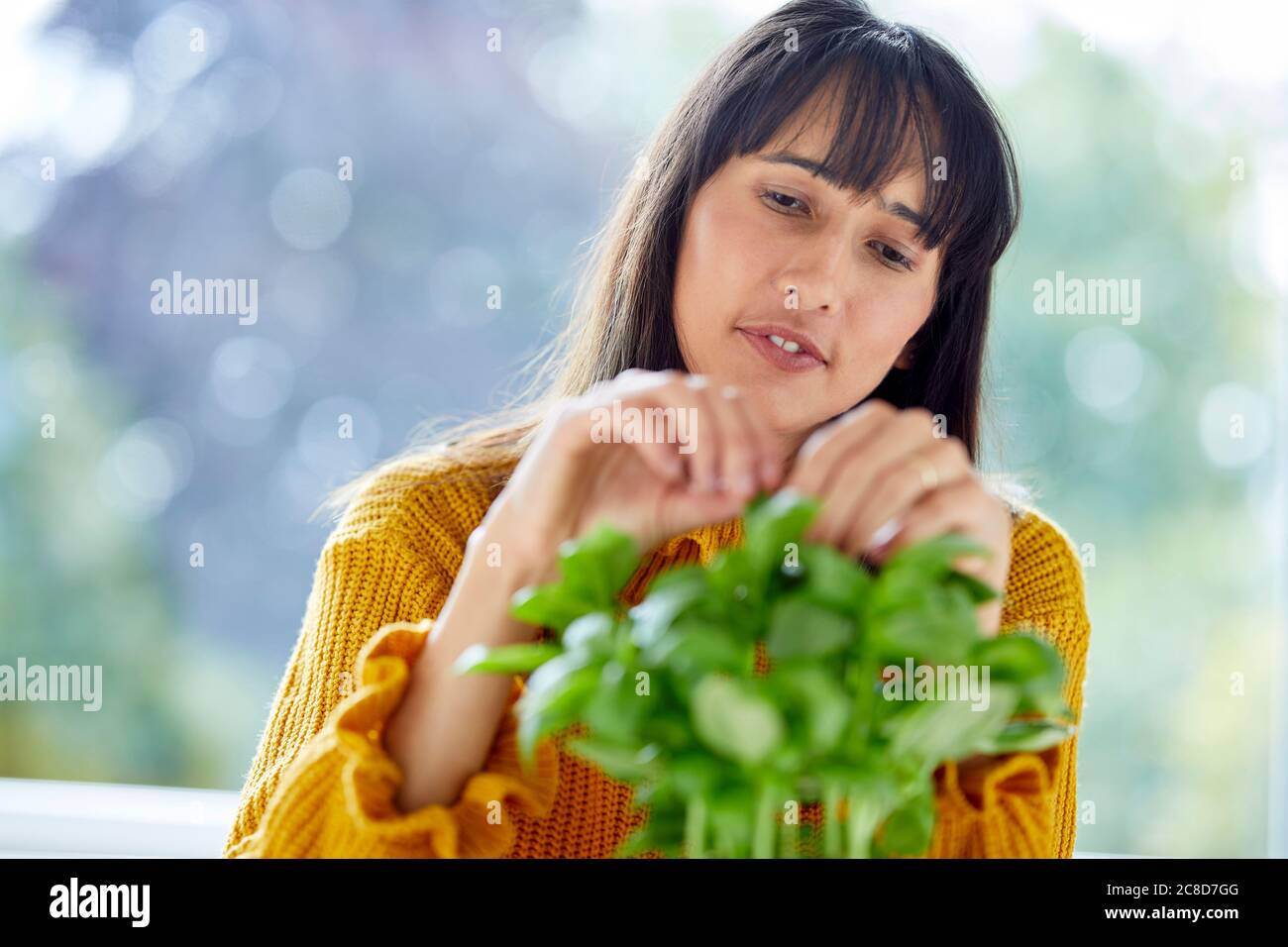 Frau pflückt Basilikumblätter Stockfoto