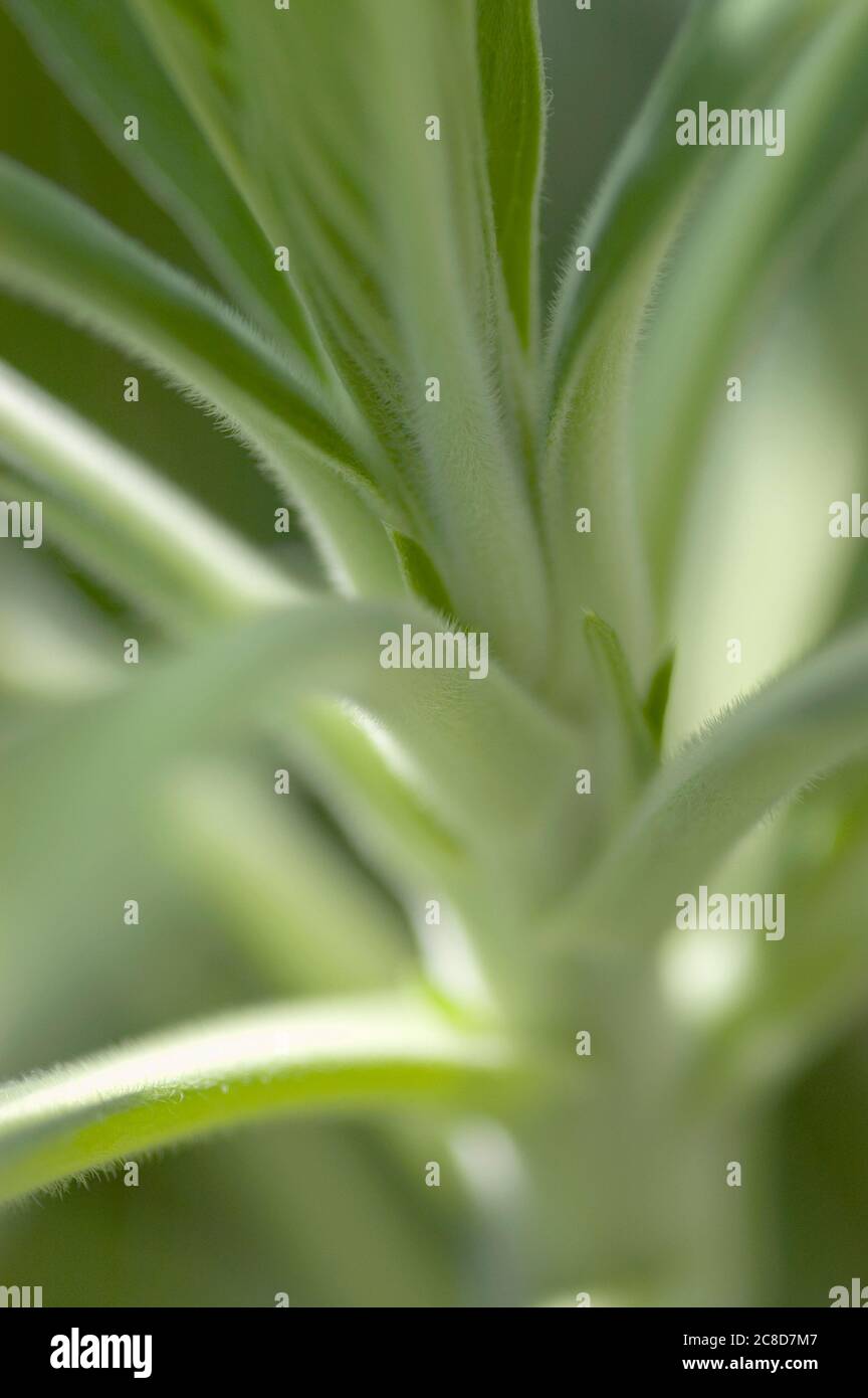 Aloe Vera, flacher Fokus, Nahaufnahme Stockfoto