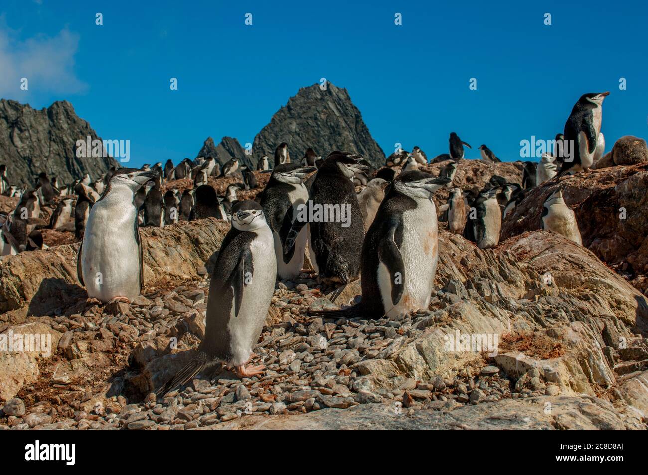 Die Chinstrap Pinguin (Pygoscelis antarctica) Kolonie am Point Wild, wo die Männer der Shackleton Endurance Expedition 1914 Stockfoto