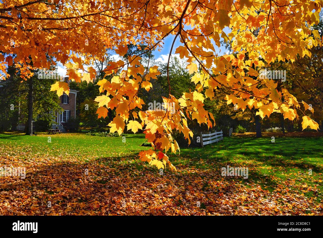 Die Landschaft des Hinterhofs mit Herbstlaub Farbe Stockfoto