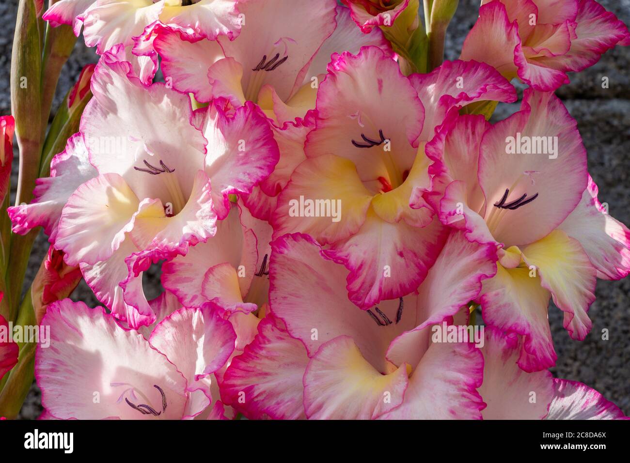 gladiolus priscilla in voller Sommerblume Stockfoto