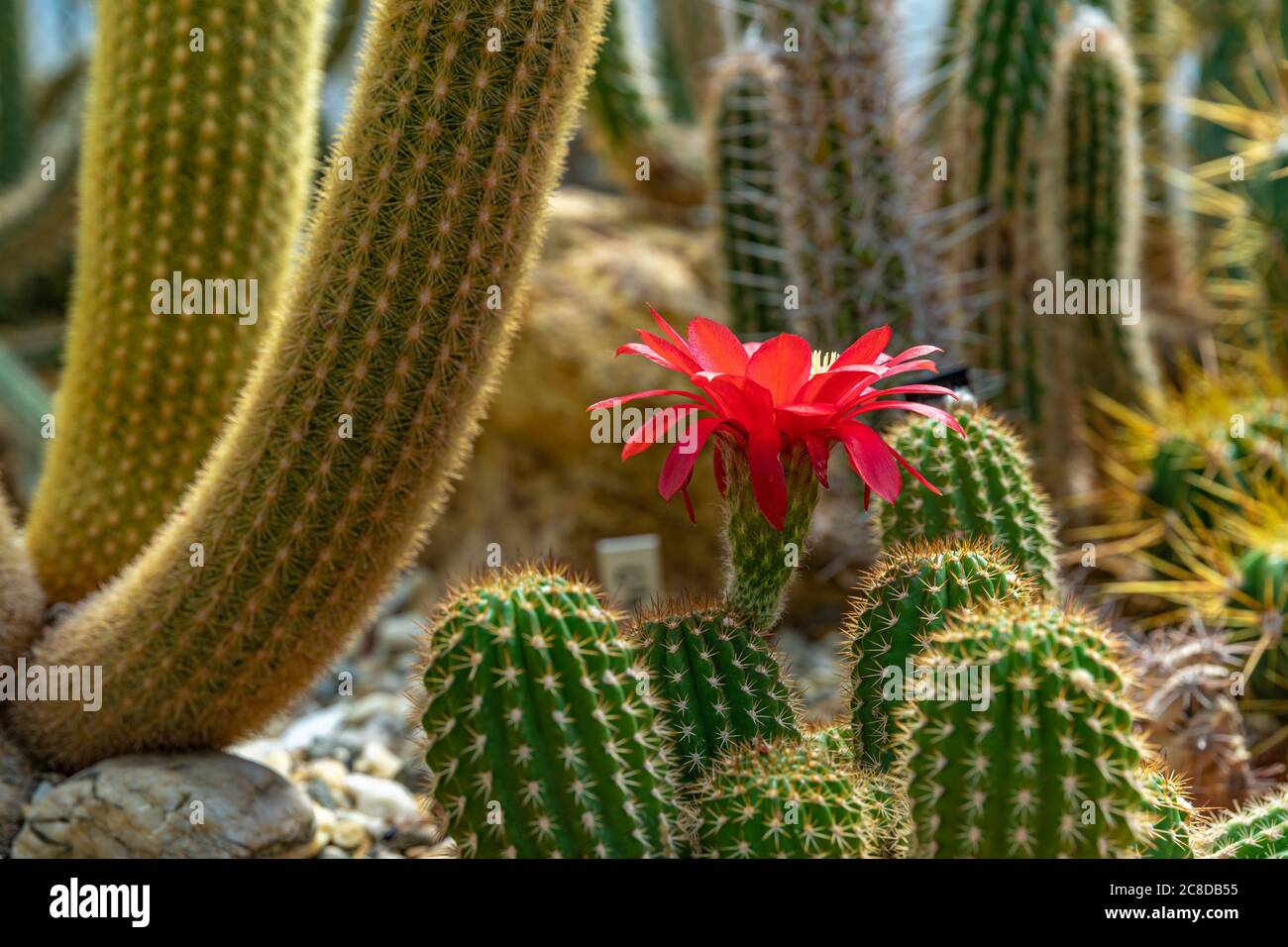 Blühender Kaktus TRICHOCEREUS MACROGONUS in einem botanischen Garten Stockfoto