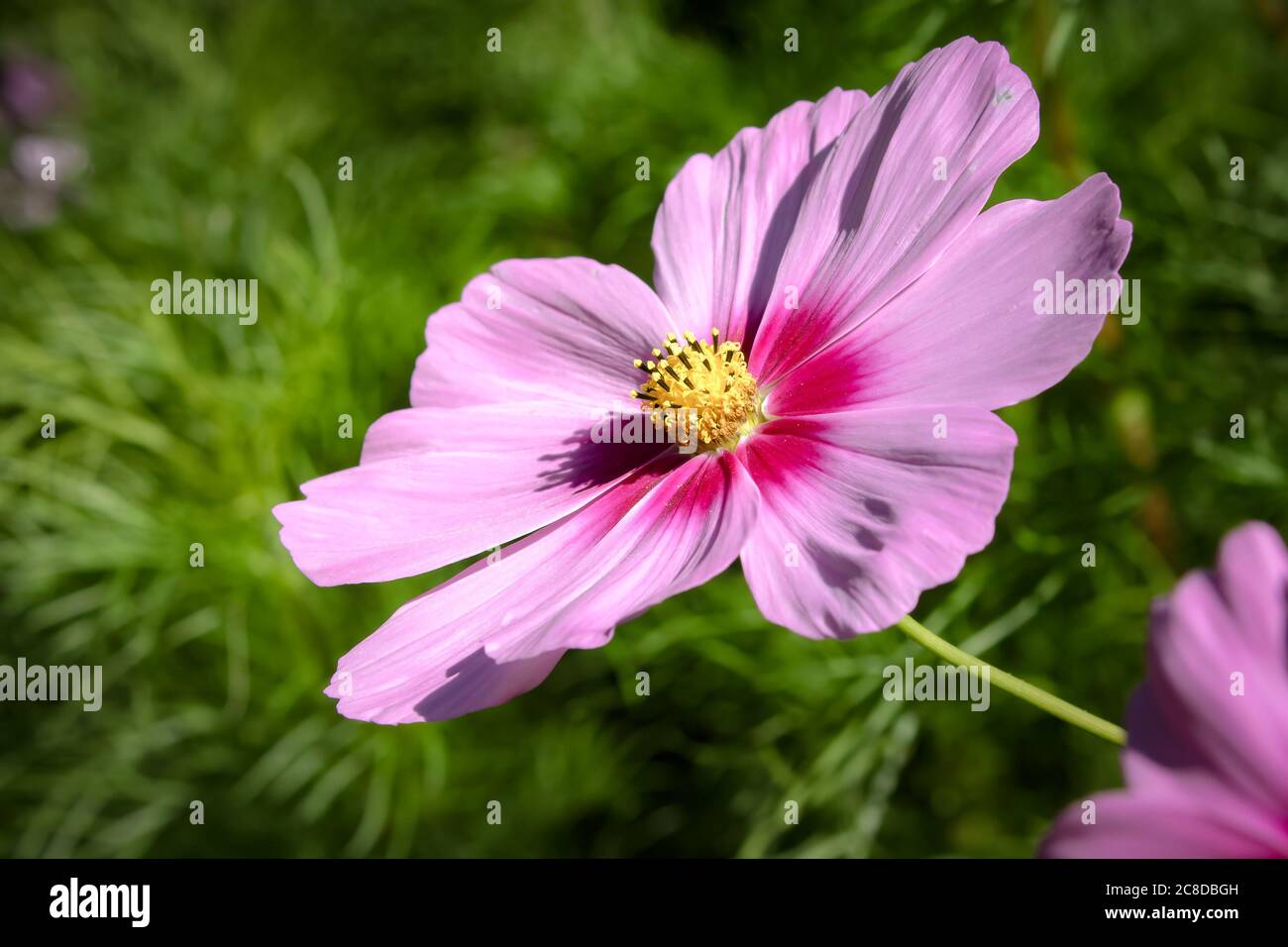 Schöne rosa blühende Blume auf verschwommenem grünen Laub Hintergrund Stockfoto