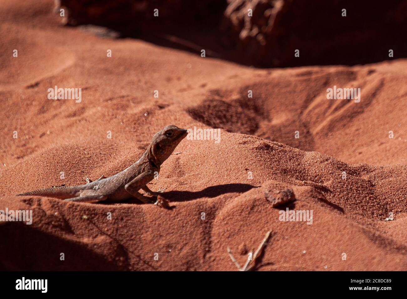 Nahaufnahme eines Pseudotrapelus sinaitus (Sinai Agama Lizard), der sich auf dem Sand der Wadi Rum Wüste, Jordanien, sonnt. Dieses Männchen ist in seinem natürlichen braunen Co Stockfoto