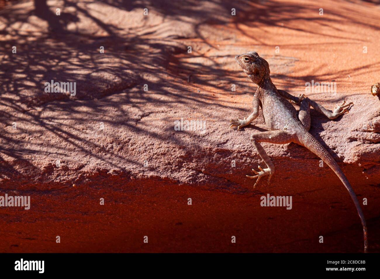 Nahaufnahme eines Pseudotrapelus sinaitus (Sinai Agama Lizard), der sich auf einem Felsen in der Wadi Rum Wüste, Jordanien, sonnt. Dieses Männchen ist in seiner natürlichen braunen Farbe Stockfoto