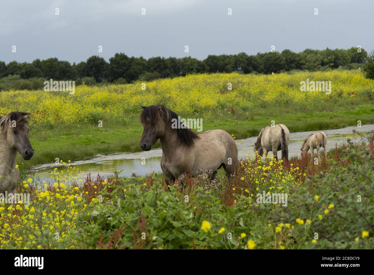 Wildpferde Konik Oostvaardersplassen Niederlande Holland Europa Stockfoto