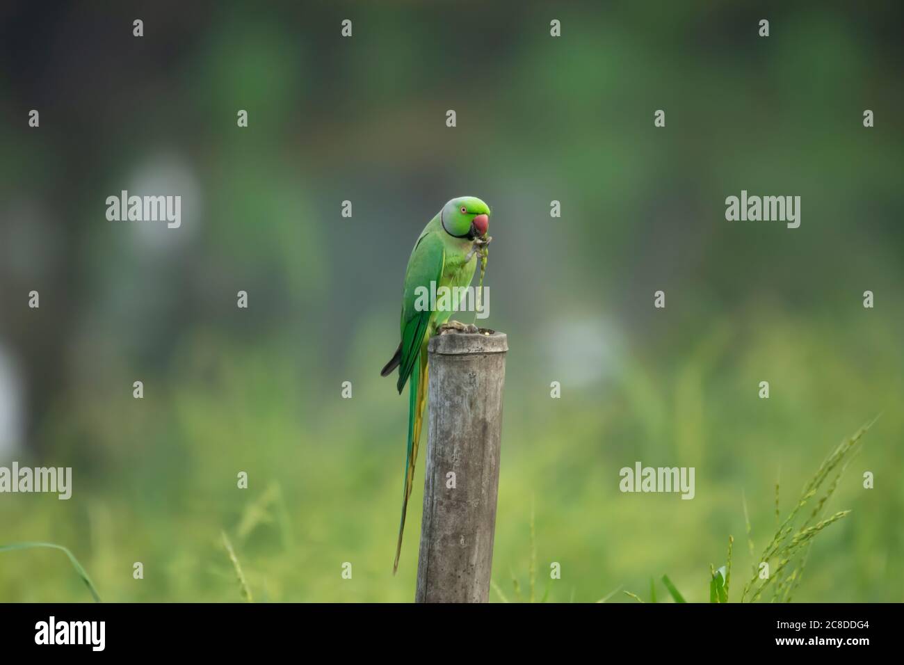 Rosenberingsittich mit Frühstück in der Mitte des Reisfeldes. Aufnahme aus dem indischen Bundesstaat Kerala. Stockfoto