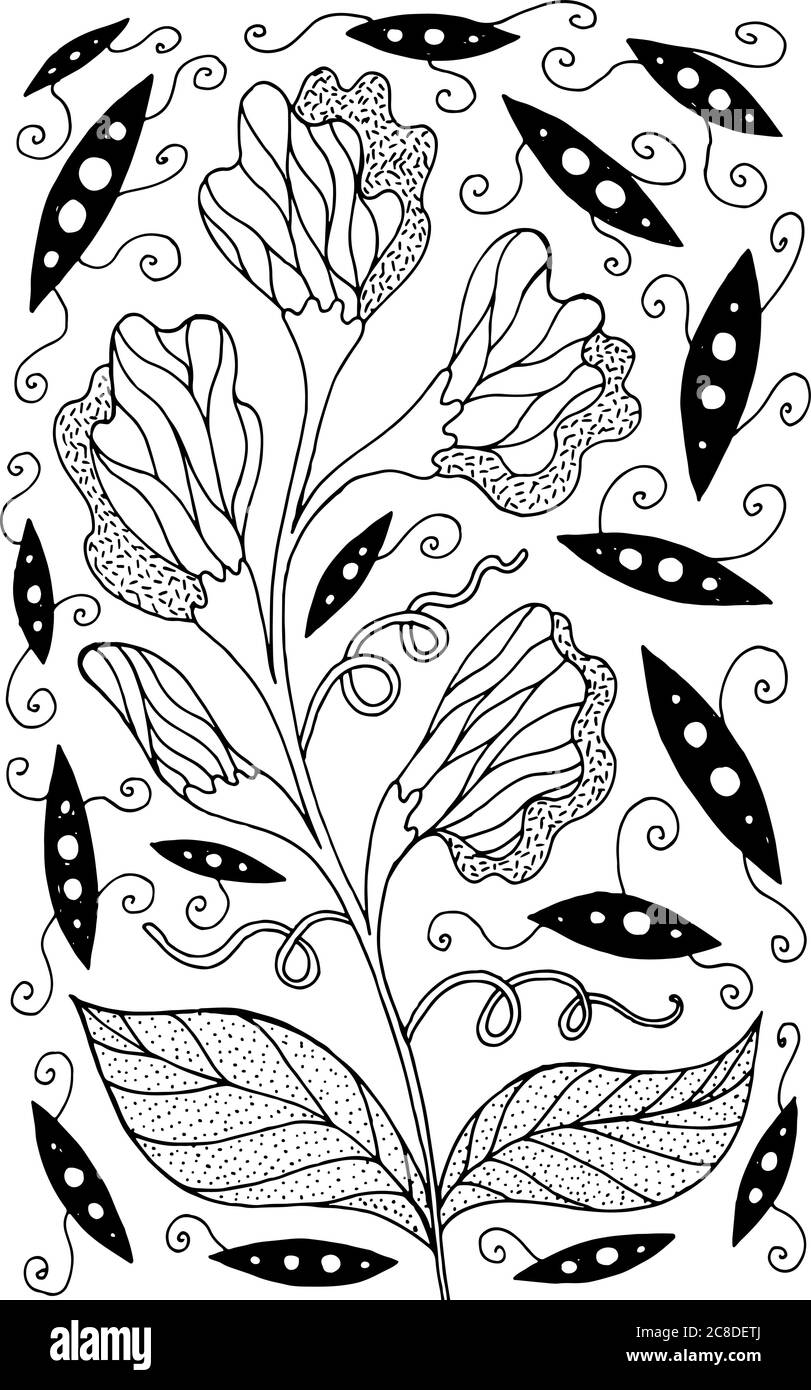 Süße Erbse - Blumendarstellung. Schwarz-weiße Tinte Blumenzeichnung. Bild für Erwachsene. Strichvorlagen. Vektorgrafiken. Stock Vektor