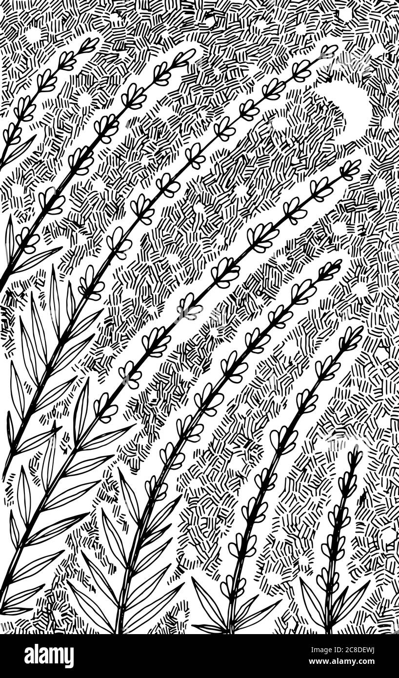 Lavendel - Blume Illustration. Schwarz-weiße Tinte Blumenzeichnung. Bild für Erwachsene. Strichvorlagen. Vektorgrafiken. Stock Vektor