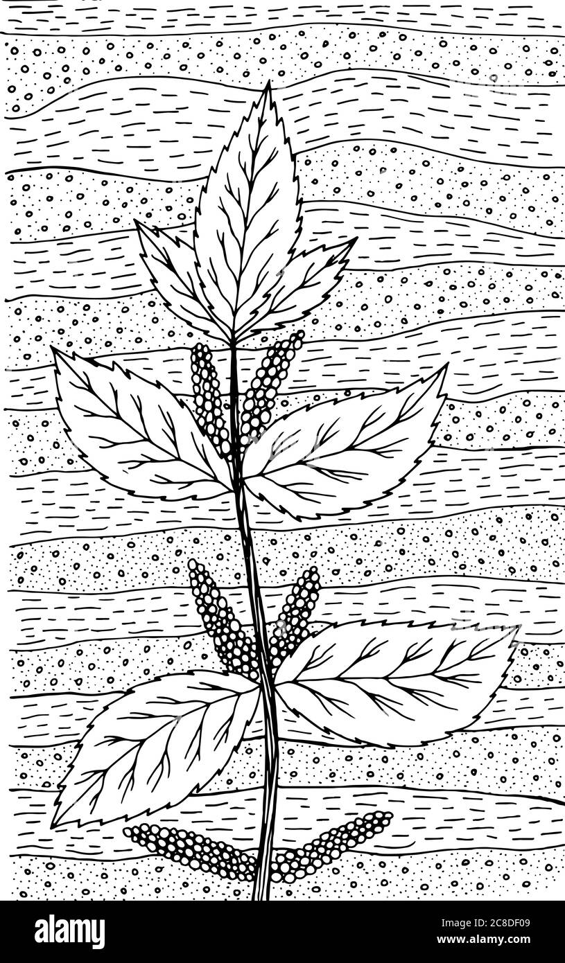Brennnessel - Blumendarstellung. Schwarz-weiße Tinte Blumenzeichnung. Bild für Erwachsene. Strichvorlagen. Vektorgrafiken. Stock Vektor