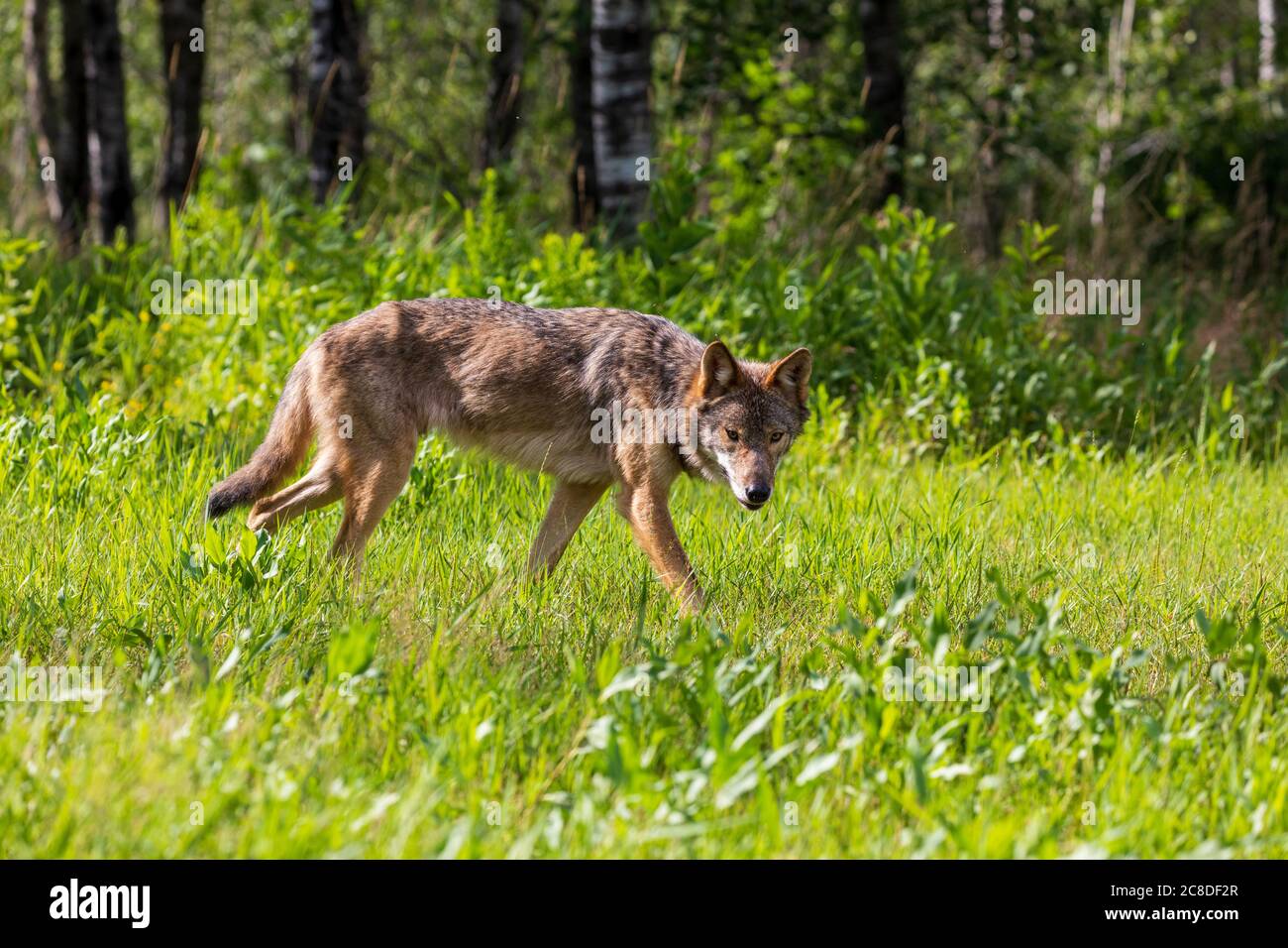 Grauer Wolf im Norden Wisconsin. Stockfoto