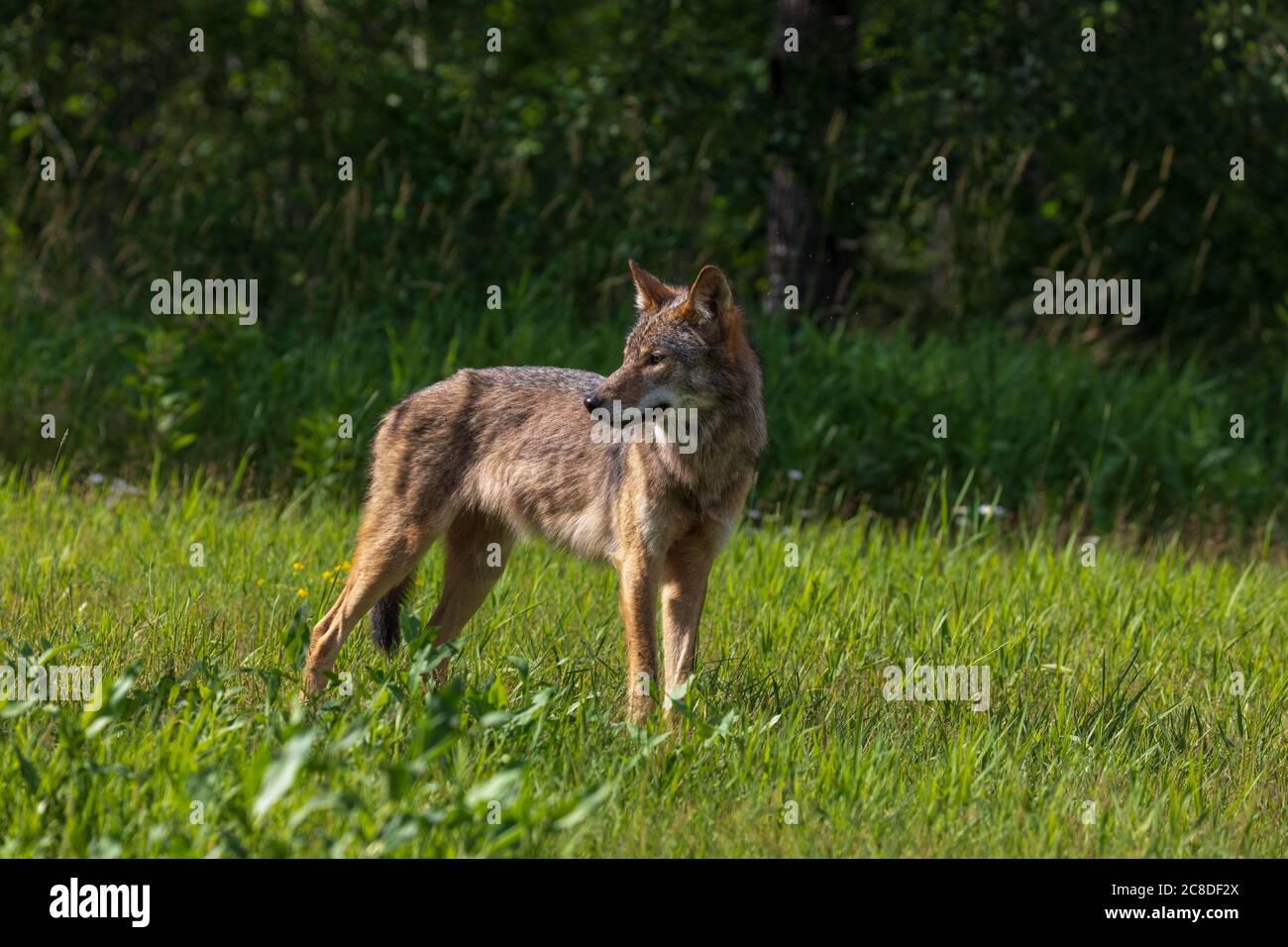 Grauer Wolf im Norden Wisconsin. Stockfoto