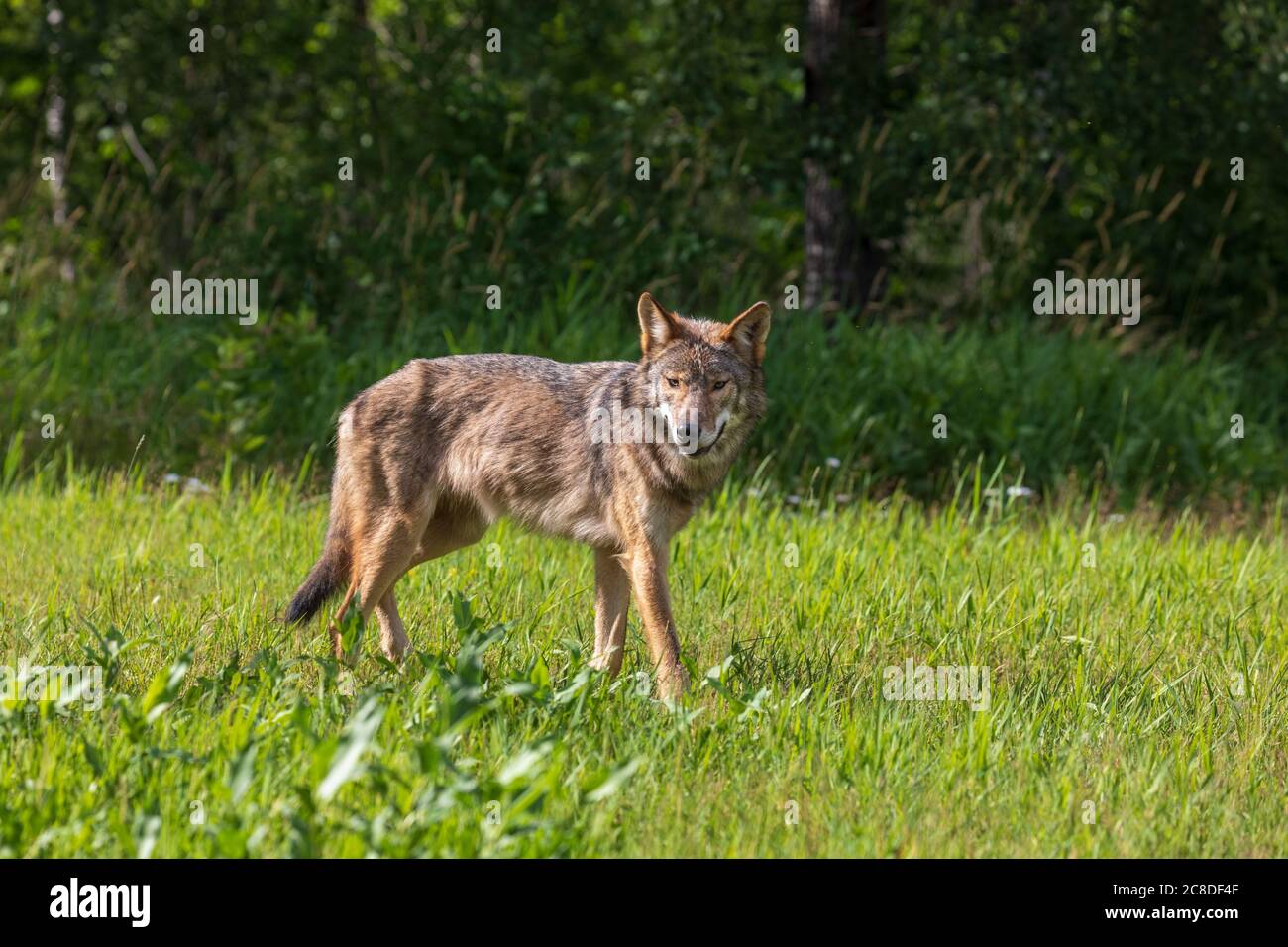 Grauer Wolf im Norden Wisconsin. Stockfoto