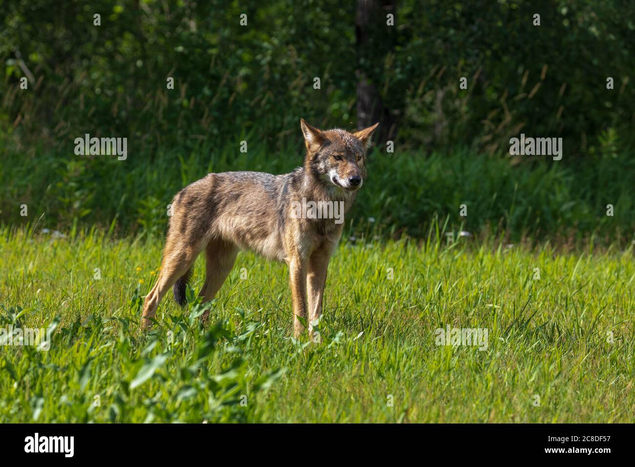 Grauer Wolf im Norden Wisconsin. Stockfoto