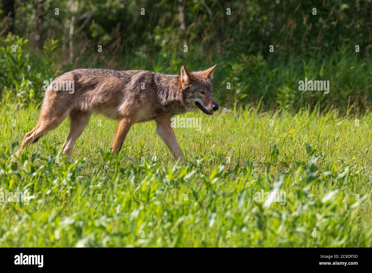 Grauer Wolf im Norden Wisconsin. Stockfoto