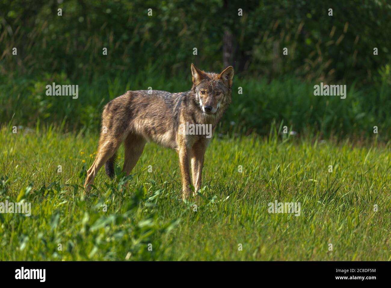 Grauer Wolf im Norden Wisconsin. Stockfoto