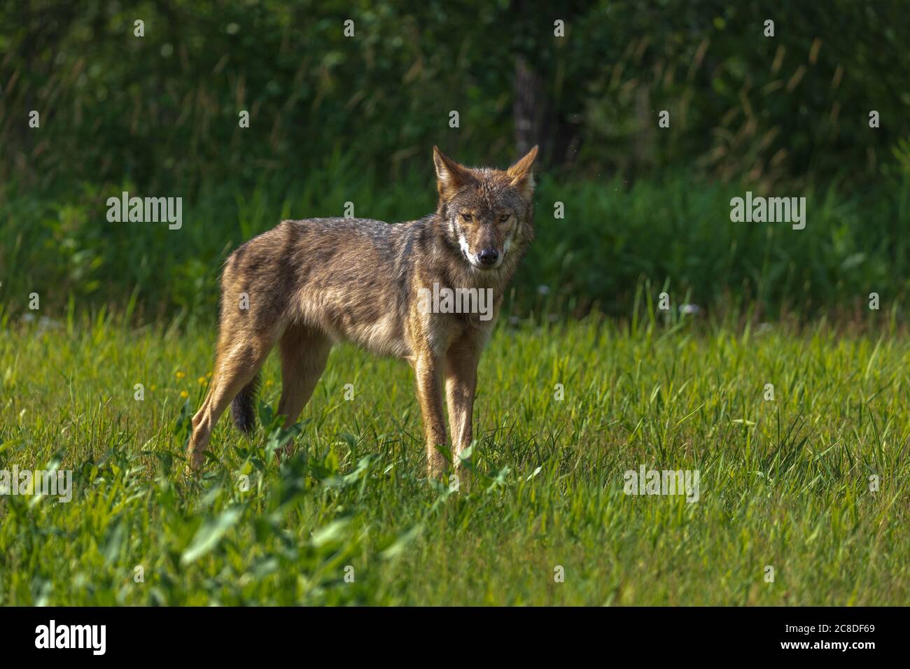 Grauer Wolf im Norden Wisconsin. Stockfoto