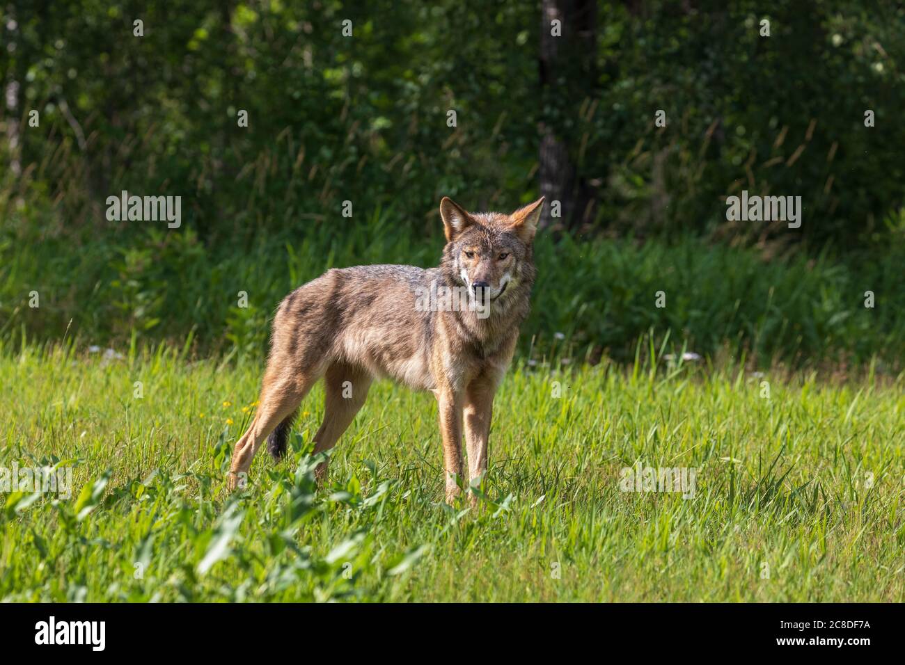 Grauer Wolf im Norden Wisconsin. Stockfoto