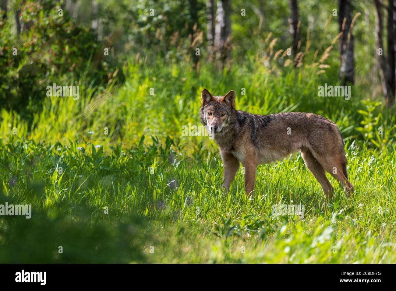 Grauer Wolf im Norden Wisconsin. Stockfoto
