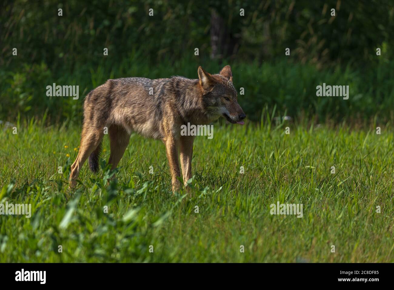 Grauer Wolf im Norden Wisconsin. Stockfoto