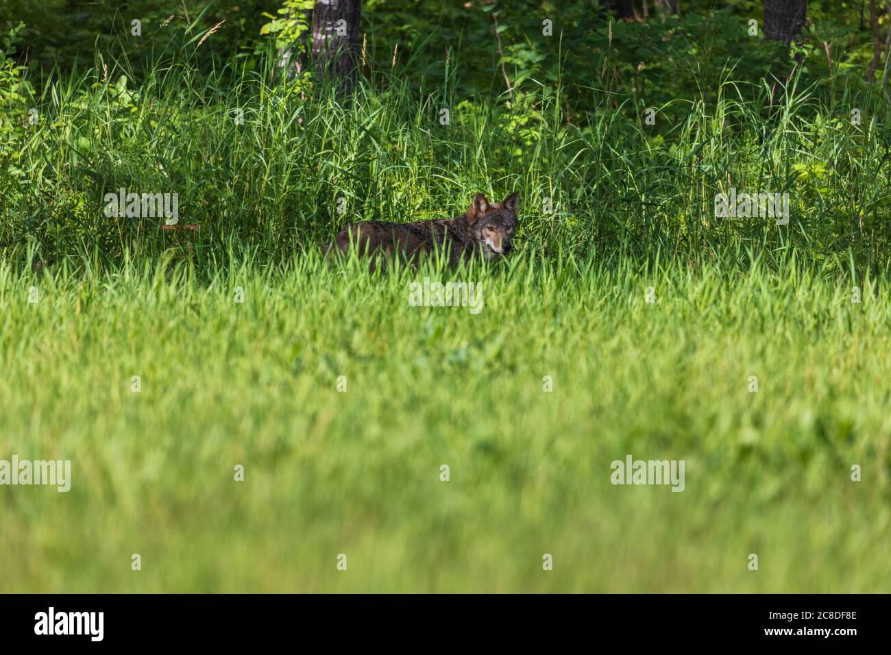 Grauer Wolf im Norden Wisconsin. Stockfoto