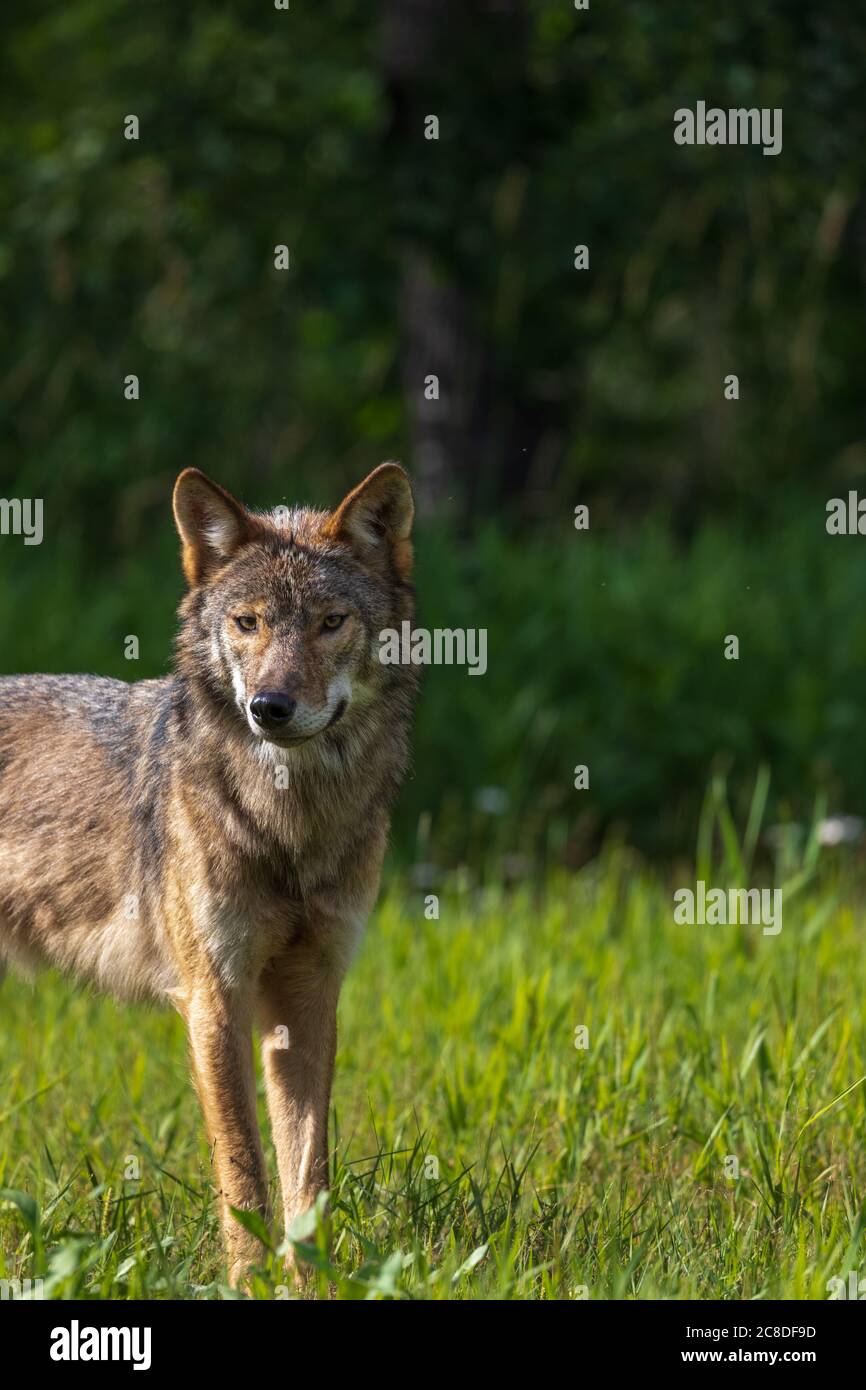 Grauer Wolf im Norden Wisconsin. Stockfoto