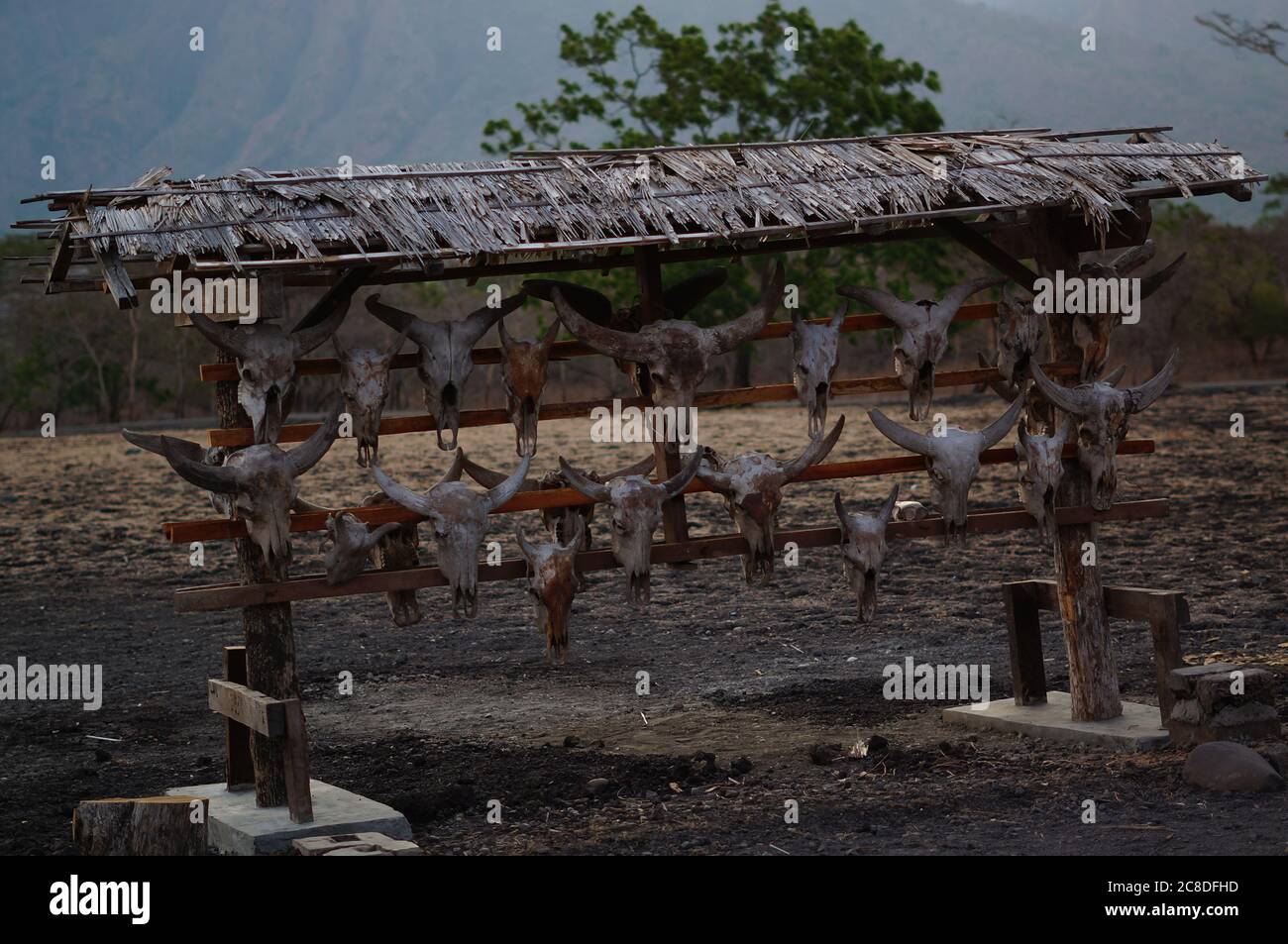 Die Schädel von Wildtieren hängen an Bäumen sind in der Wildnis, Spuren von wilden Raubtieren und natürlichen Raubtieren. Stockfoto