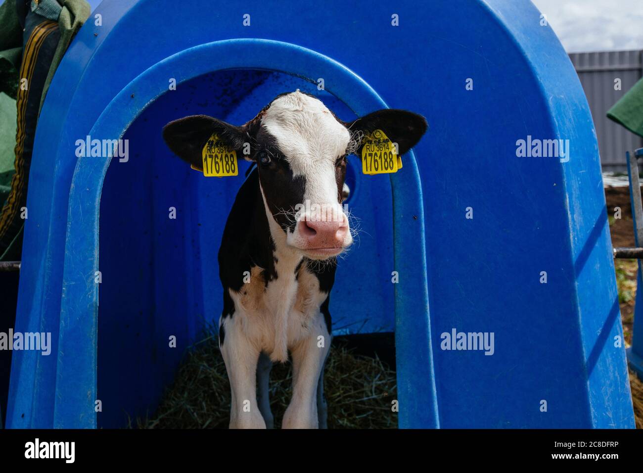 Junges Holstein-Kalb im blauen Kalbshaus auf dem Tagebuchhof Stockfoto