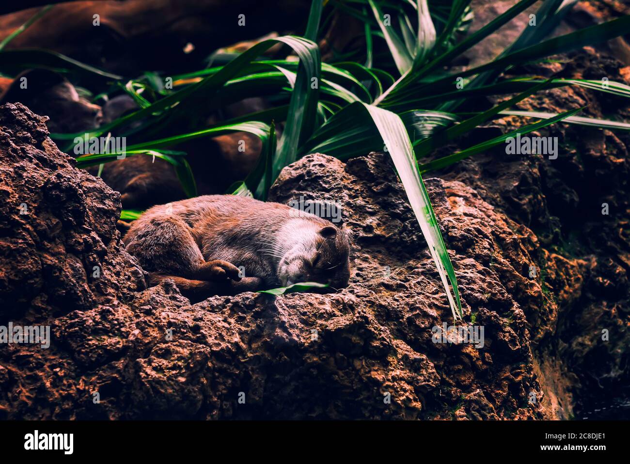 Brauner Fischotter, der auf den Felsen und unter der grünen Pflanze kuschelte. Niedliche kleine Tier Ruhe Stockfoto