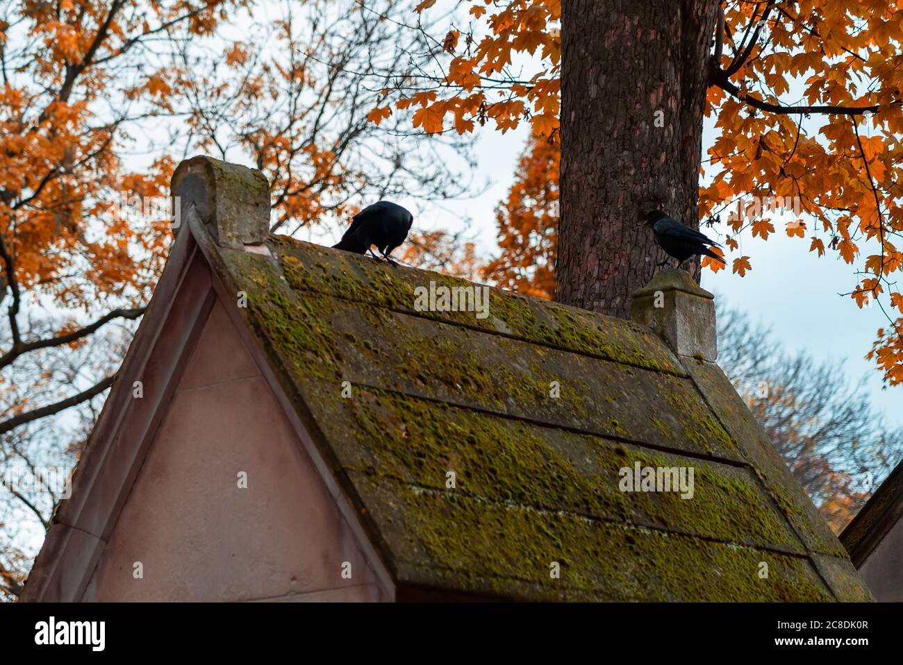 Paris, Frankreich - 14. November 2019: Krähe auf den mit Moos bedeckten Toms auf dem berühmtesten Friedhof von Paris Pere Lachaise, Frankreich. Gräber verschiedener fam Stockfoto