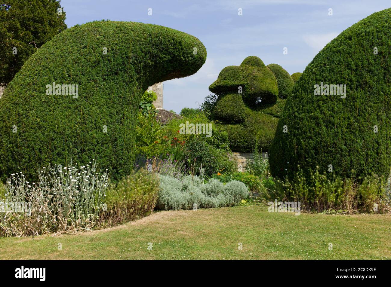 Ungewöhnliche Eibe topiary dominiert eine Grenze zwischen dem Hauptrasen aus dem Haus am Courts Garten Wiltshire England UK Stockfoto