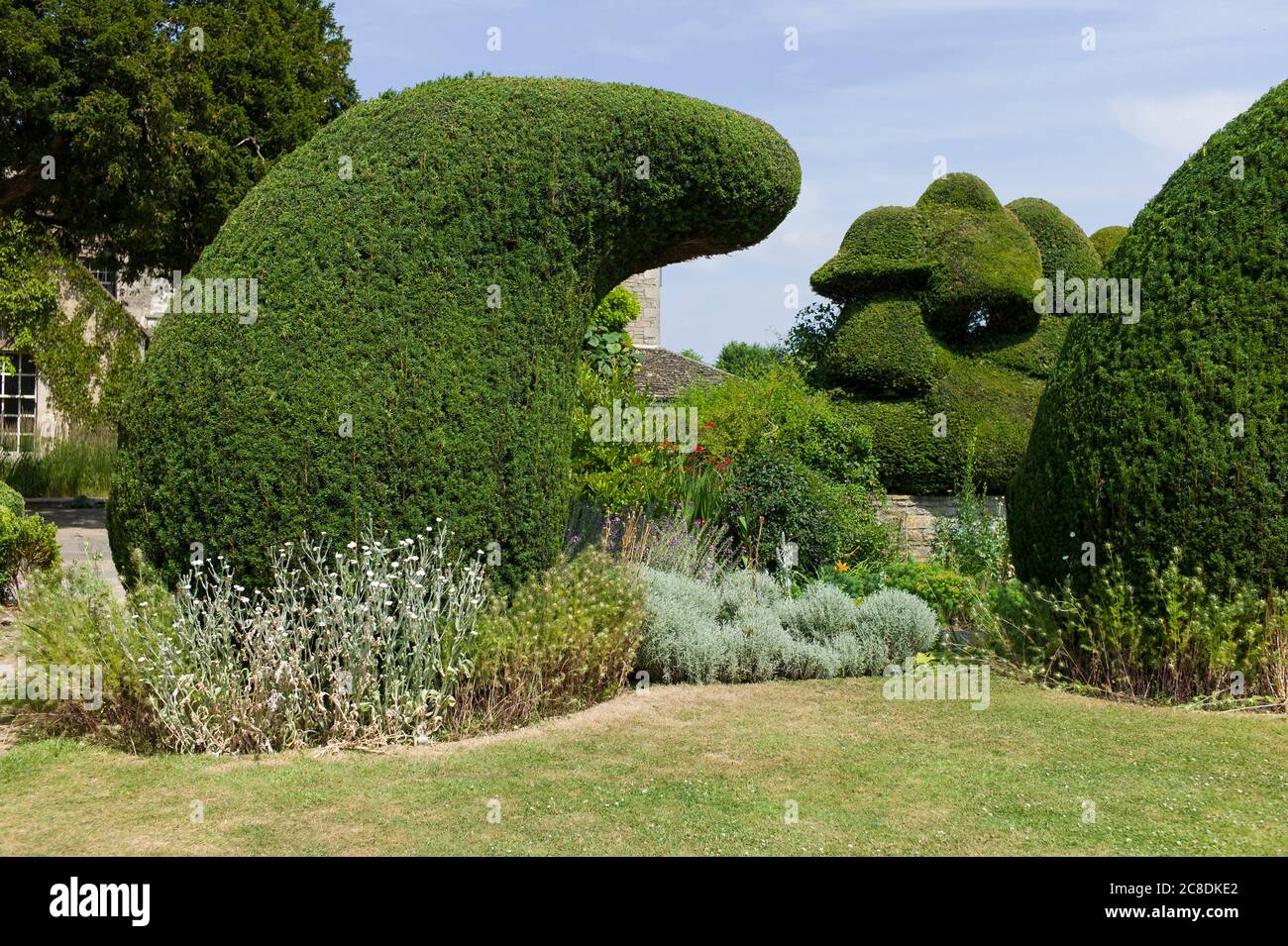 Ungewöhnliche Eibe topiary dominiert eine Grenze zwischen dem Hauptrasen aus dem Haus am Courts Garten Wiltshire England UK Stockfoto