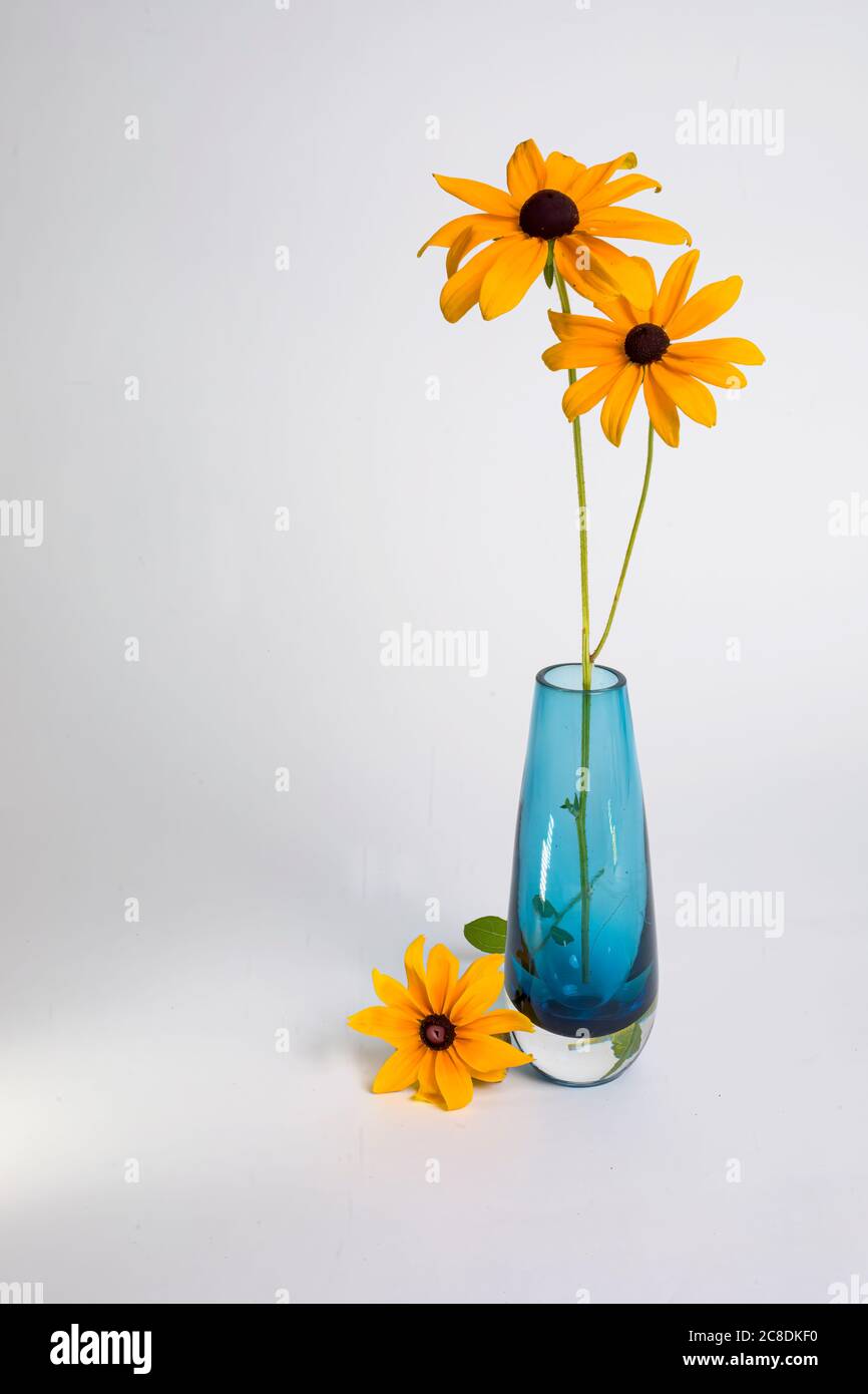 Zwei schwarze Susans in einer blauen Glasvase mit einer dritten Blume, die vor weißem Hintergrund auf dem Tisch liegt. Stockfoto