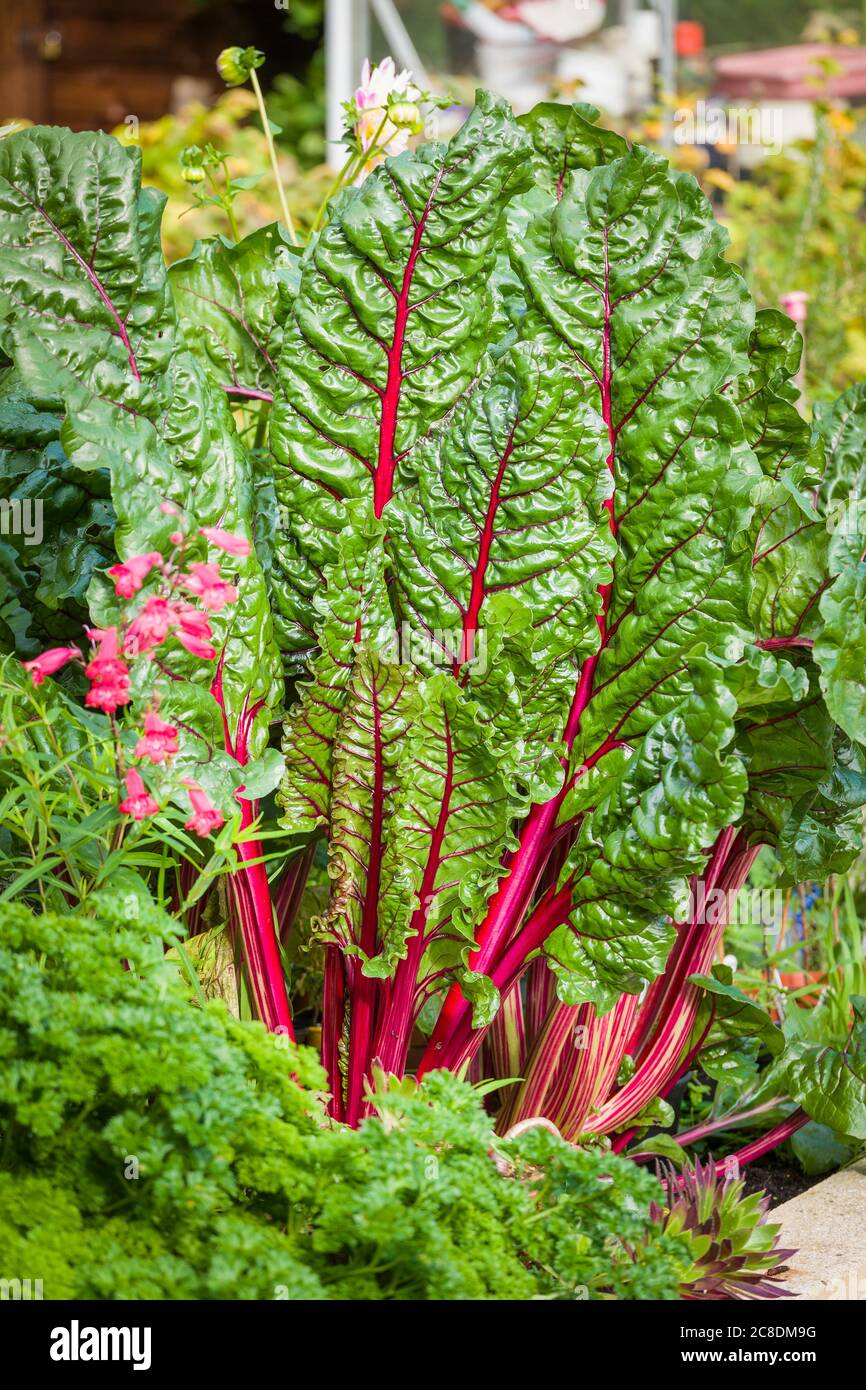 Nahrhafte Ruby Chard wächst in einem erhöhten Blumentopf leicht zugänglich von der Küche. Es ist ein langlebiges Gemüse beliebt in diesem privaten englischen Garten Stockfoto