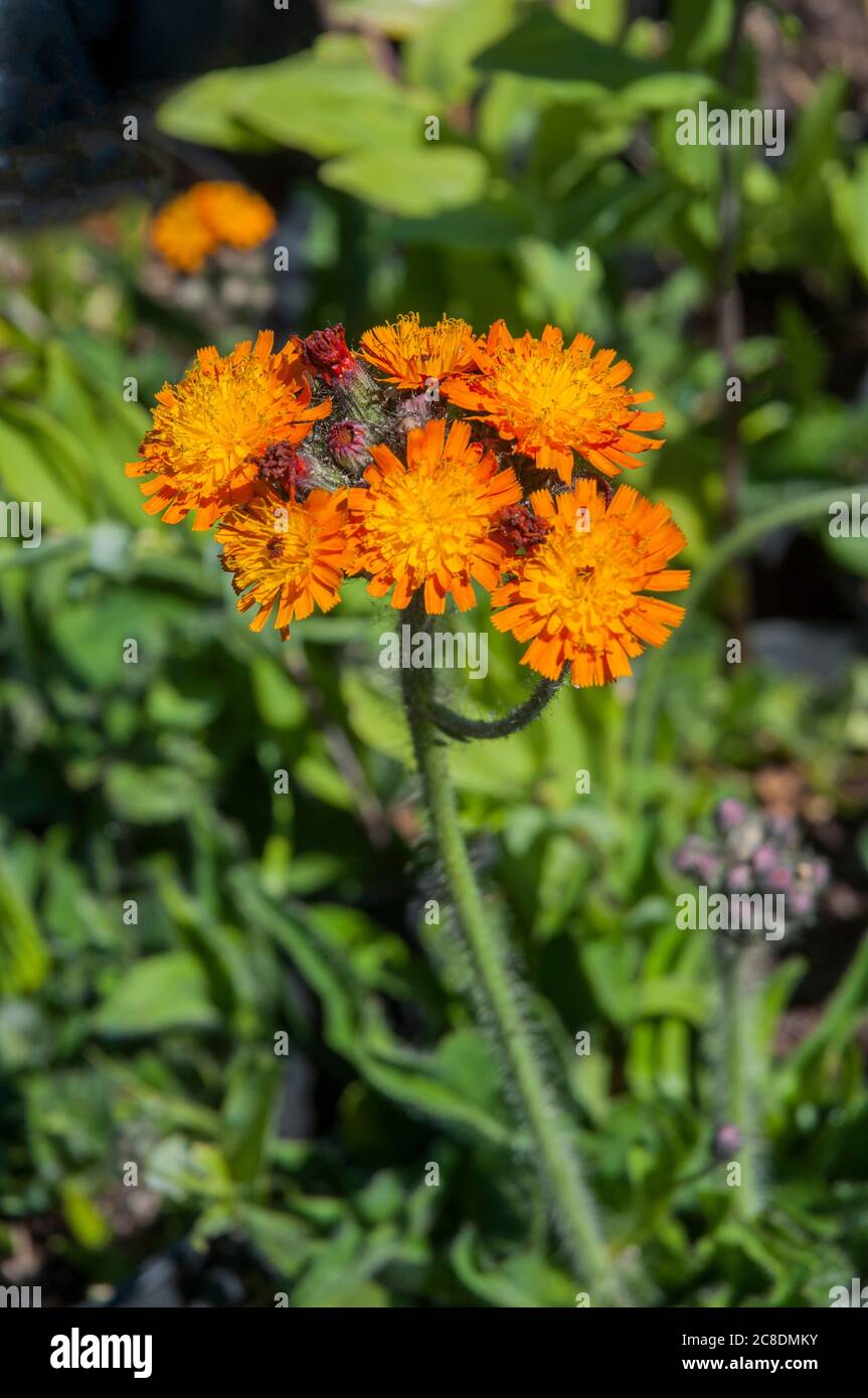 Orange Hawkweed Hieracium aurantiacum eine wilde Blume der Familie der Gänseblümchen eine orange blühende Staude, die den ganzen Sommer blüht und voll winterhart ist Stockfoto