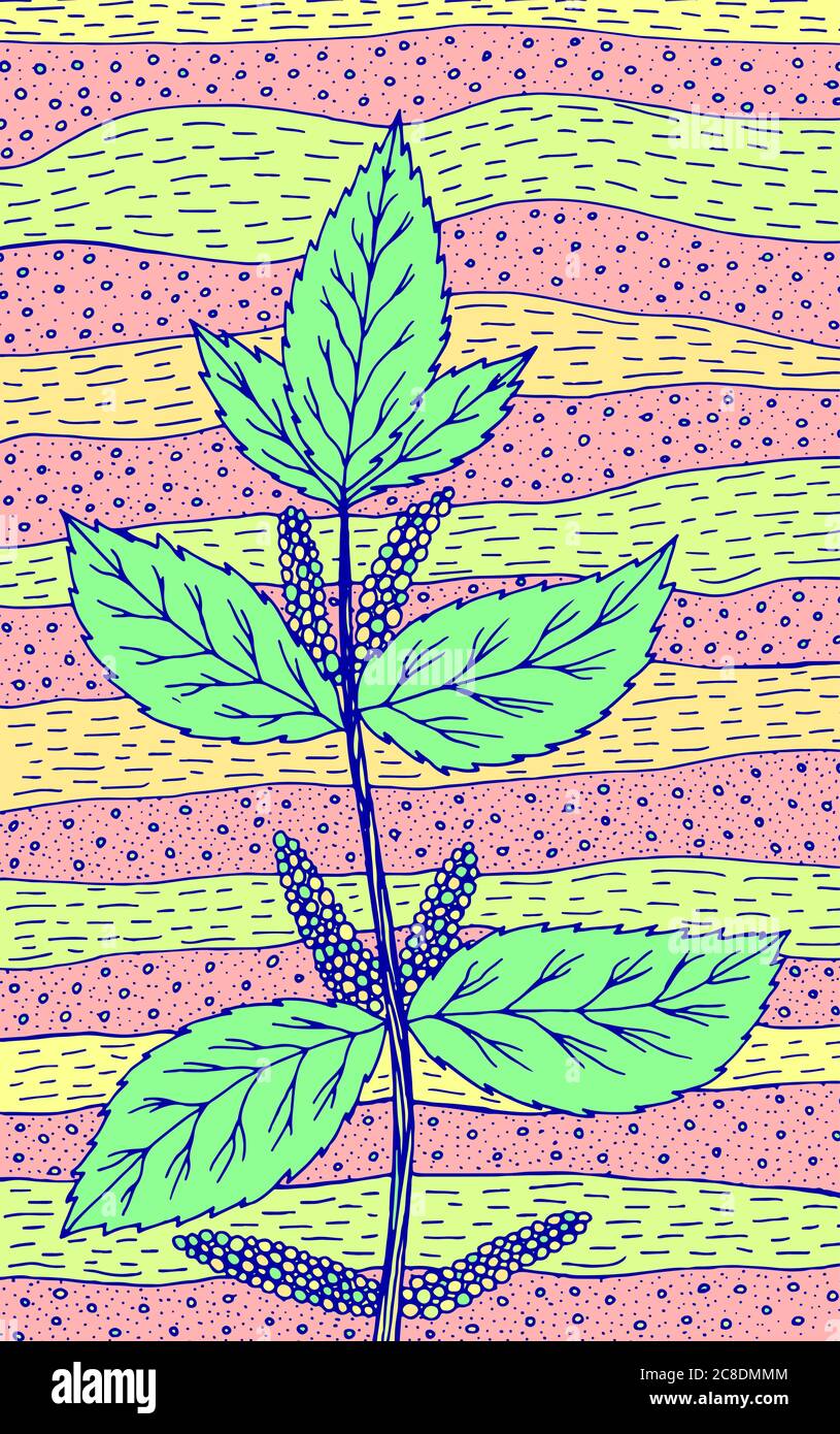 Brennnessel - florale Illustration. Bunte Pflanzenzeichnung. Grafik psychedelische mehrfarbige Linie Kunst. Vektor-Kunstwerk. Stock Vektor