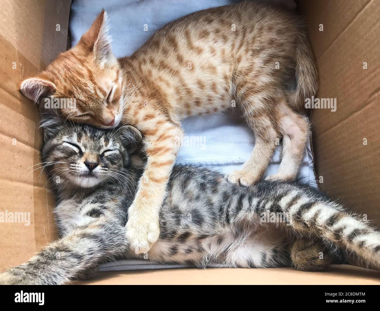 Pock und rot gestromt niedliche kleine Kätzchen schlafen in einem Karton Stockfoto