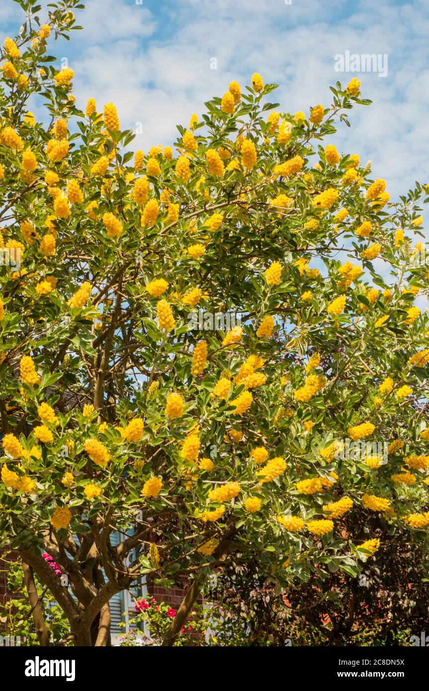 Cytisus ballandieri Argyrocytisus battandieri Ananas-Besen ein kräftiger aufrechter Laubstrauch, der im Sommer mit gelben Blüten blüht Stockfoto