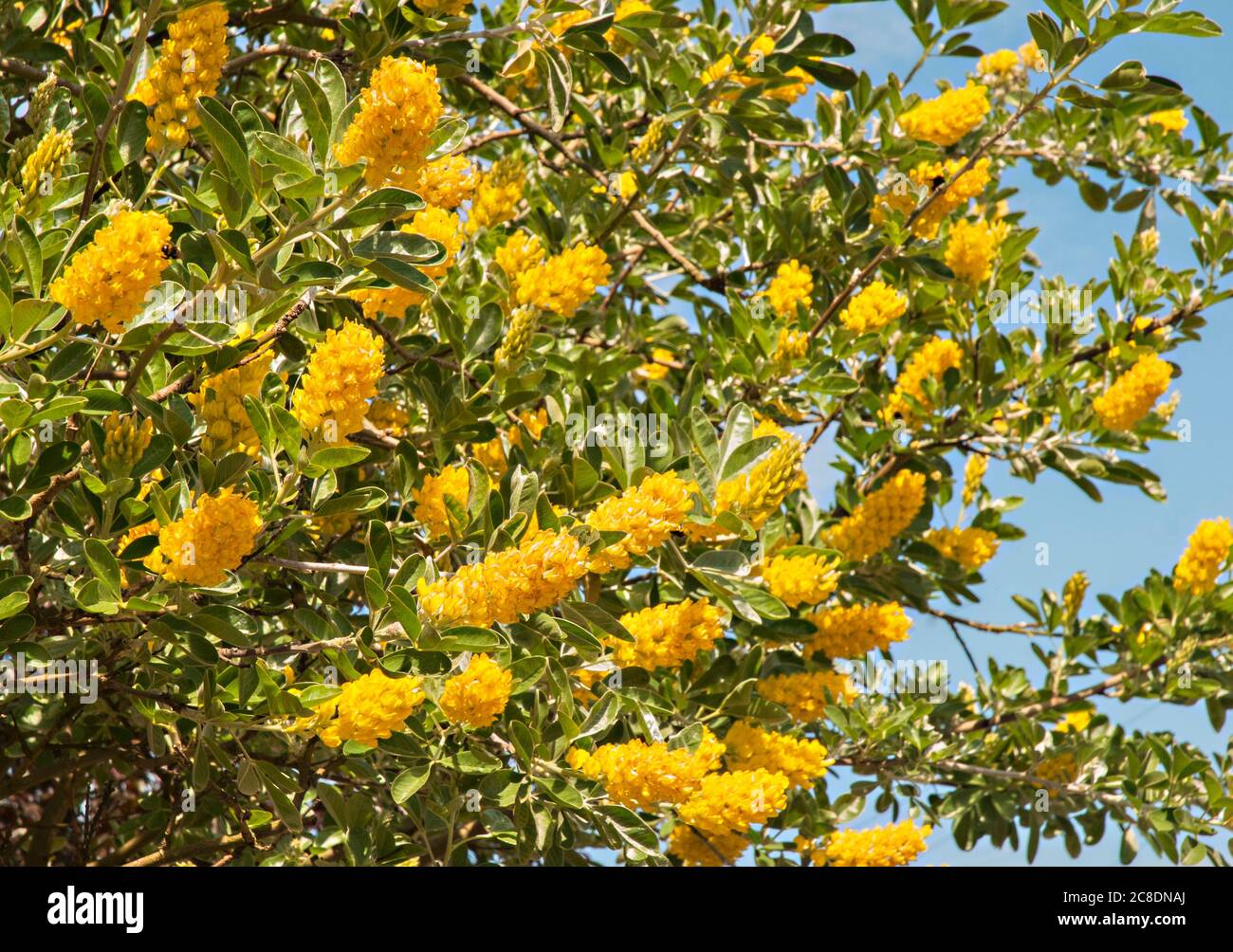 Cytisus ballandieri Argyrocytisus battandieri Ananas-Besen ein kräftiger aufrechter Laubstrauch, der im Sommer mit gelben Blüten blüht Stockfoto
